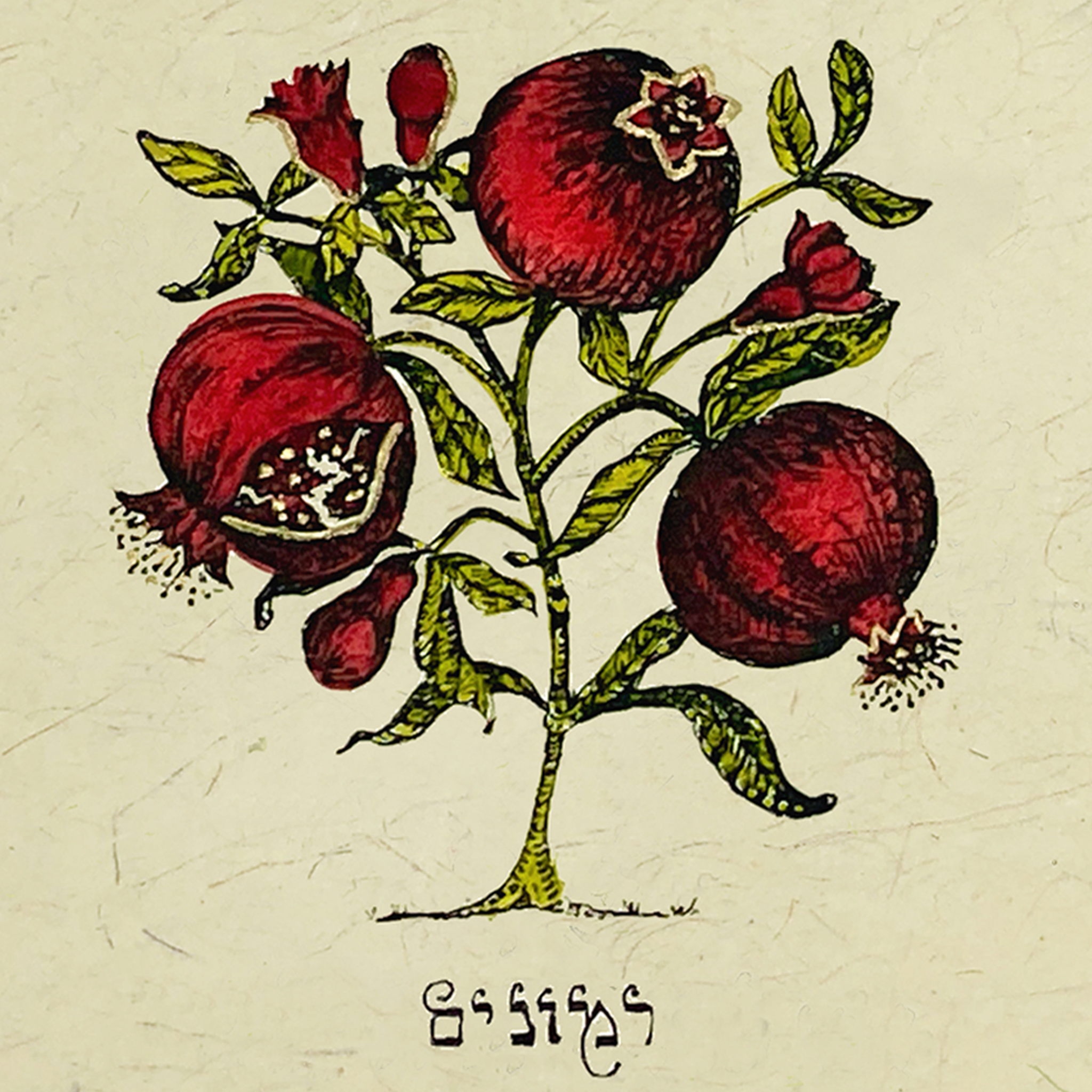 Pomegranates - Hebrew